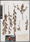 Foto von Salix aurita L. x Salix repens L.